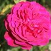 Rose 'Darcey Bussell' (Englische Rose)