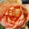 Rose 'Lady Of Shalott' (Englische Rose) -Angebote Pflanzen Store 2002084 Rose 20Lady 20of 20Shalott Englische 20Rose 1