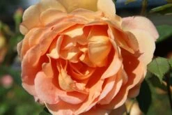 Rose 'Lady Of Shalott' (Englische Rose)