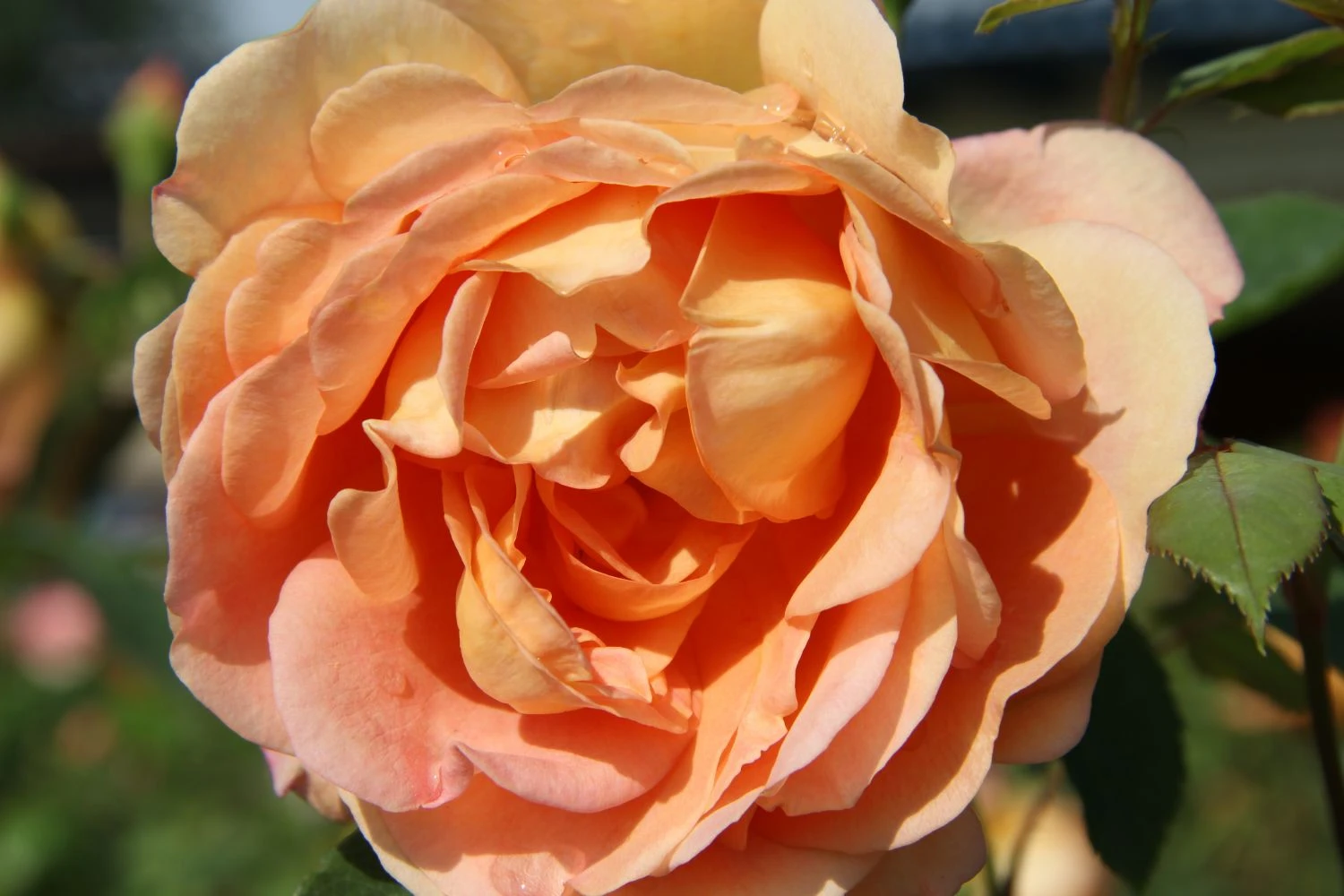 Rose 'Lady Of Shalott' (Englische Rose) 3 Rose 'Lady Of Shalott' (Englische Rose)