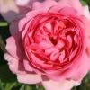 Rose 'Princess Alexandra Of Kent' (Englische Rose) -Angebote Pflanzen Store 2002085 Rose 20Princess 20Alexandra 20of 20Kent Englische 20Rose 1