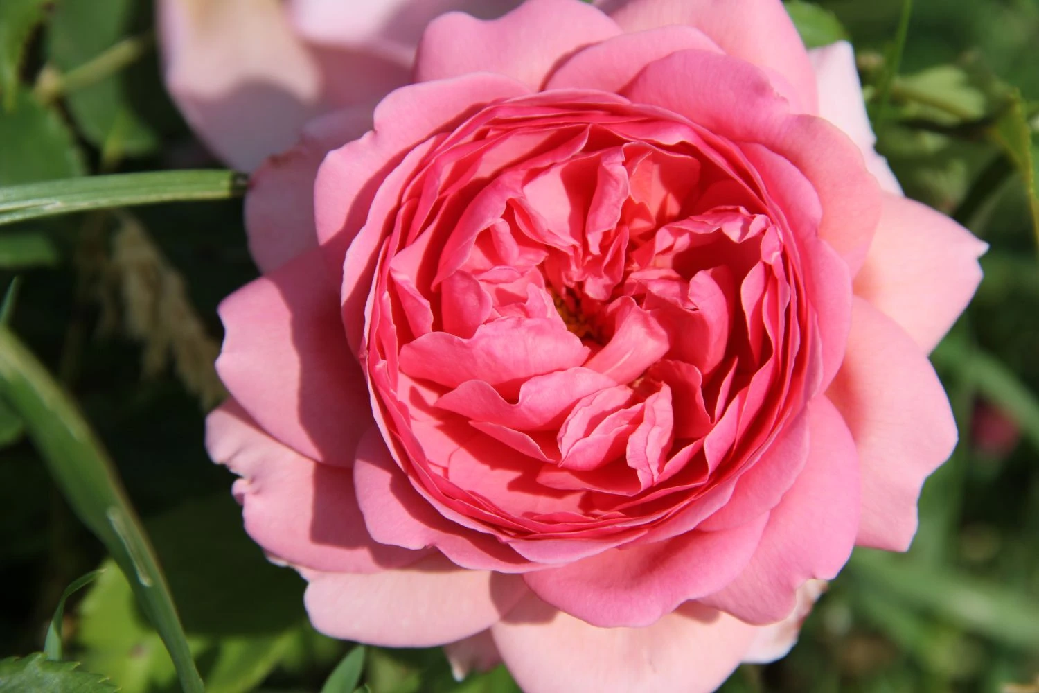 Rose 'Princess Alexandra Of Kent' (Englische Rose) 3 Rose 'Princess Alexandra Of Kent' (Englische Rose)