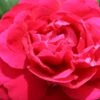 Rose 'Tess Of The D'Urbervilles' (Englische Rose) -Angebote Pflanzen Store 2002091 Rose 20Tess 20of 20the 20DUrbervilles Englische 20Rose 1