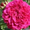 Rose 'William Shakespeare 2000' (Englische Rose) -Angebote Pflanzen Store 2002093 Rose 20William 20Shakespeare 202000 Englische 20Rose 1