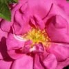 Rose 'Wild Edric' (Englische Rose | Heckenrose) -Angebote Pflanzen Store 2002096 Rose 20Wild 20Edric Englische 20Rose 20 20Heckenrose 1