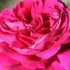 Rose 'Young Lycidas' (Englische Rose) -Angebote Pflanzen Store 2002098 Rose 20Young 20Lycidas Englische 20Rose 1