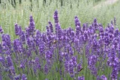 Nasenschmeichler (Herrlicher Duft Und Ausdauernde Blüten) -Angebote Pflanzen Store 2002103 Nasenschmeichler Herrlicher 20Duft 20und 20ausdauernde 20Blueten 10