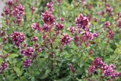 Nasenschmeichler (Herrlicher Duft Und Ausdauernde Blüten) -Angebote Pflanzen Store 2002103 Nasenschmeichler Herrlicher 20Duft 20und 20ausdauernde 20Blueten 11