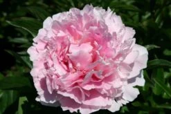 Nasenschmeichler (Herrlicher Duft Und Ausdauernde Blüten) -Angebote Pflanzen Store 2002103 Nasenschmeichler Herrlicher 20Duft 20und 20ausdauernde 20Blueten 12