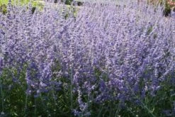 Nasenschmeichler (Herrlicher Duft Und Ausdauernde Blüten) -Angebote Pflanzen Store 2002103 Nasenschmeichler Herrlicher 20Duft 20und 20ausdauernde 20Blueten 13