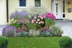 Nasenschmeichler (Herrlicher Duft Und Ausdauernde Blüten) -Angebote Pflanzen Store 2002103 Nasenschmeichler Herrlicher 20Duft 20und 20ausdauernde 20Blueten 3