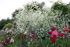 Nasenschmeichler (Herrlicher Duft Und Ausdauernde Blüten) -Angebote Pflanzen Store 2002103 Nasenschmeichler Herrlicher 20Duft 20und 20ausdauernde 20Blueten 6