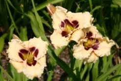 Nasenschmeichler (Herrlicher Duft Und Ausdauernde Blüten) -Angebote Pflanzen Store 2002103 Nasenschmeichler Herrlicher 20Duft 20und 20ausdauernde 20Blueten 8