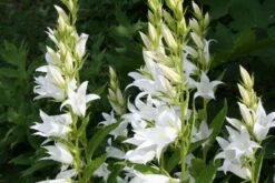 Crème Fraîche (Schönes Für Den Schatten) 31 Crème Fraîche (Schönes Für Den Schatten) -Angebote Pflanzen Store 2002104 Crme 20Frache Schoenes 20fuer 20den 20Schatten 10