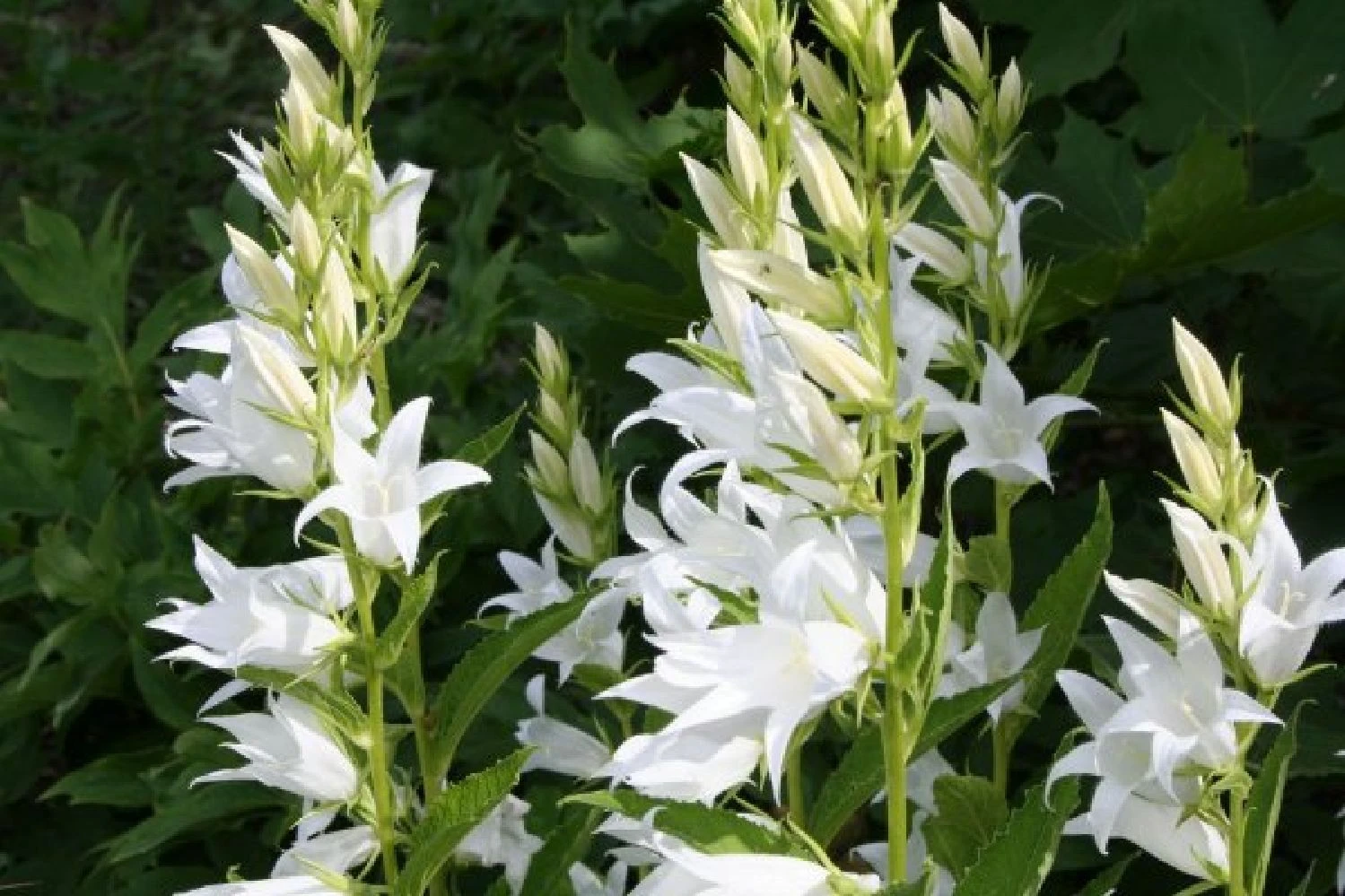 Crème Fraîche (Schönes Für Den Schatten) 12 Crème Fraîche (Schönes Für Den Schatten) – Bild 10