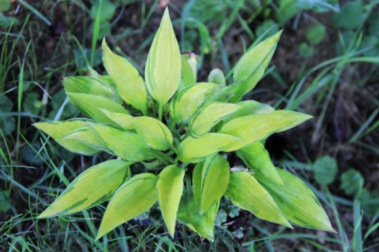 Crème Fraîche (Schönes Für Den Schatten) 18 Crème Fraîche (Schönes Für Den Schatten) – Bild 16