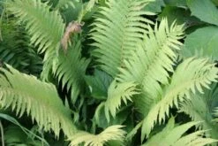 Crème Fraîche (Schönes Für Den Schatten) 38 Crème Fraîche (Schönes Für Den Schatten) -Angebote Pflanzen Store 2002104 Crme 20Frache Schoenes 20fuer 20den 20Schatten 17