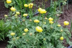 Crème Fraîche (Schönes Für Den Schatten) 41 Crème Fraîche (Schönes Für Den Schatten) -Angebote Pflanzen Store 2002104 Crme 20Frache Schoenes 20fuer 20den 20Schatten 20