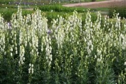 Crème Fraîche (Schönes Für Den Schatten) 25 Crème Fraîche (Schönes Für Den Schatten) -Angebote Pflanzen Store 2002104 Crme 20Frache Schoenes 20fuer 20den 20Schatten 4