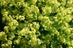 Crème Fraîche (Schönes Für Den Schatten) 26 Crème Fraîche (Schönes Für Den Schatten) -Angebote Pflanzen Store 2002104 Crme 20Frache Schoenes 20fuer 20den 20Schatten 5