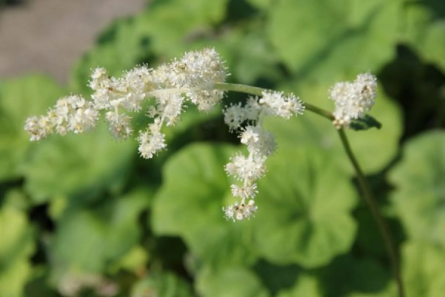 Crème Fraîche (Schönes Für Den Schatten) 11 Crème Fraîche (Schönes Für Den Schatten) – Bild 9