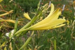 Zeppelinchen - Kinderbeet (Da Macht Gärtnern Spaß) 28 Zeppelinchen - Kinderbeet (Da Macht Gärtnern Spaß) -Angebote Pflanzen Store 2002105 Zeppelinchen 20 20Kinderbeet Da 20macht 20Gaertnern 20Spass 10