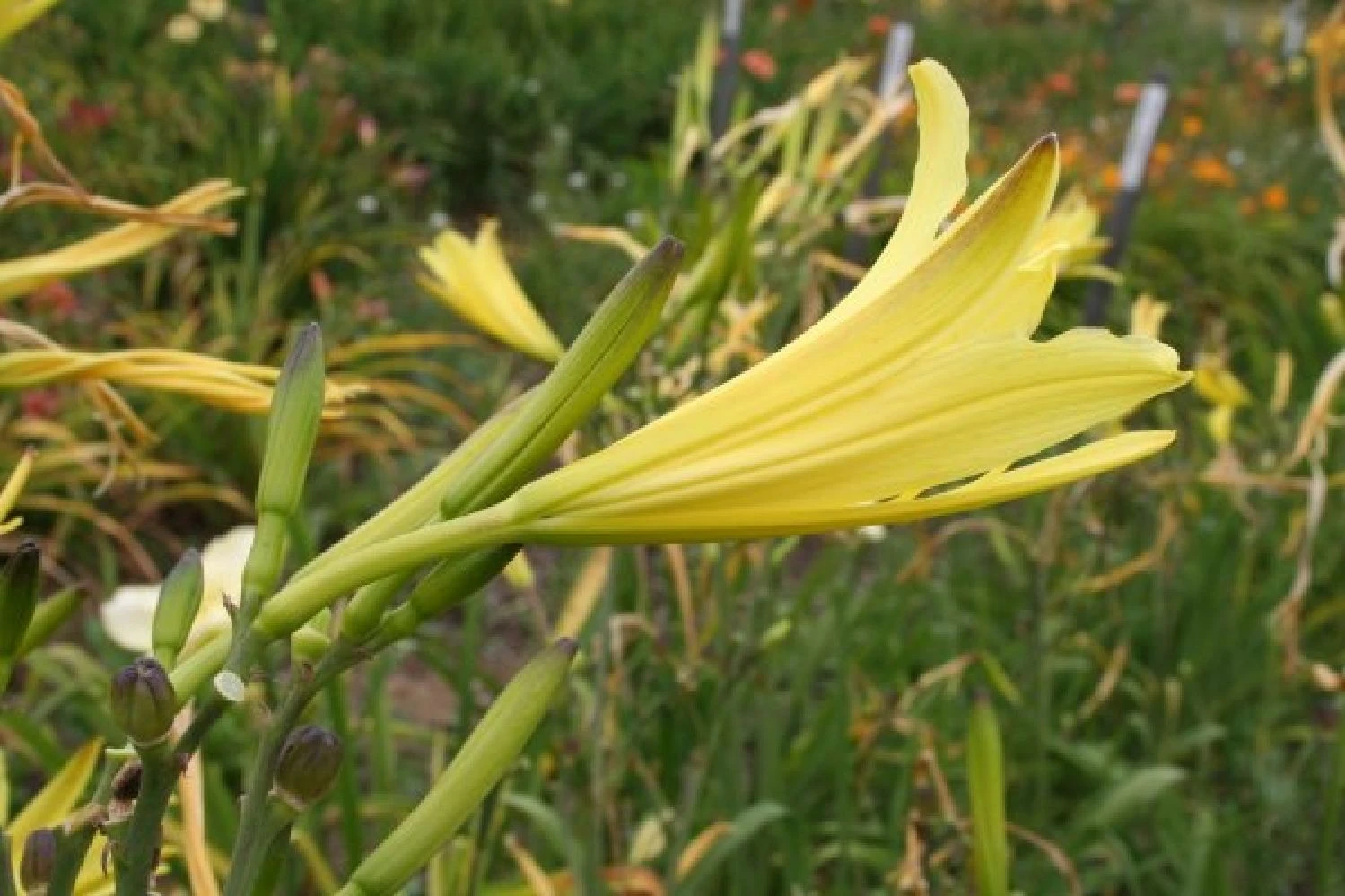 Zeppelinchen - Kinderbeet (Da Macht Gärtnern Spaß) 12 Zeppelinchen - Kinderbeet (Da Macht Gärtnern Spaß) – Bild 10