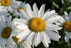 Zeppelinchen - Kinderbeet (Da Macht Gärtnern Spaß) 30 Zeppelinchen - Kinderbeet (Da Macht Gärtnern Spaß) -Angebote Pflanzen Store 2002105 Zeppelinchen 20 20Kinderbeet Da 20macht 20Gaertnern 20Spass 12