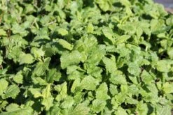 Zeppelinchen - Kinderbeet (Da Macht Gärtnern Spaß) 31 Zeppelinchen - Kinderbeet (Da Macht Gärtnern Spaß) -Angebote Pflanzen Store 2002105 Zeppelinchen 20 20Kinderbeet Da 20macht 20Gaertnern 20Spass 13