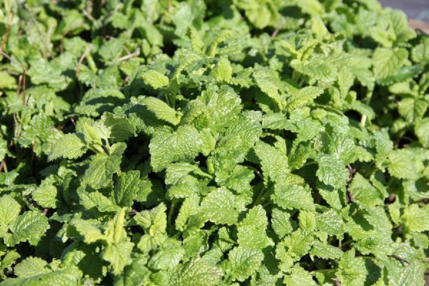 Zeppelinchen - Kinderbeet (Da Macht Gärtnern Spaß) 15 Zeppelinchen - Kinderbeet (Da Macht Gärtnern Spaß) – Bild 13