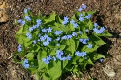 Zeppelinchen - Kinderbeet (Da Macht Gärtnern Spaß) 33 Zeppelinchen - Kinderbeet (Da Macht Gärtnern Spaß) -Angebote Pflanzen Store 2002105 Zeppelinchen 20 20Kinderbeet Da 20macht 20Gaertnern 20Spass 15