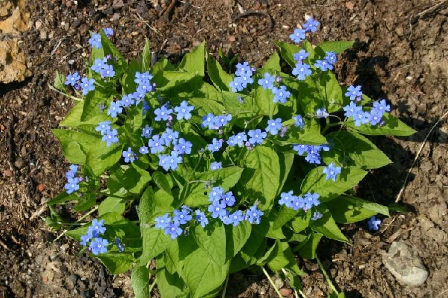 Zeppelinchen - Kinderbeet (Da Macht Gärtnern Spaß) 17 Zeppelinchen - Kinderbeet (Da Macht Gärtnern Spaß) – Bild 15