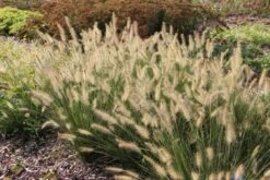 Zeppelinchen - Kinderbeet (Da Macht Gärtnern Spaß) 34 Zeppelinchen - Kinderbeet (Da Macht Gärtnern Spaß) -Angebote Pflanzen Store 2002105 Zeppelinchen 20 20Kinderbeet Da 20macht 20Gaertnern 20Spass 16