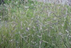 Zeppelinchen - Kinderbeet (Da Macht Gärtnern Spaß) 21 Zeppelinchen - Kinderbeet (Da Macht Gärtnern Spaß) -Angebote Pflanzen Store 2002105 Zeppelinchen 20 20Kinderbeet Da 20macht 20Gaertnern 20Spass 3