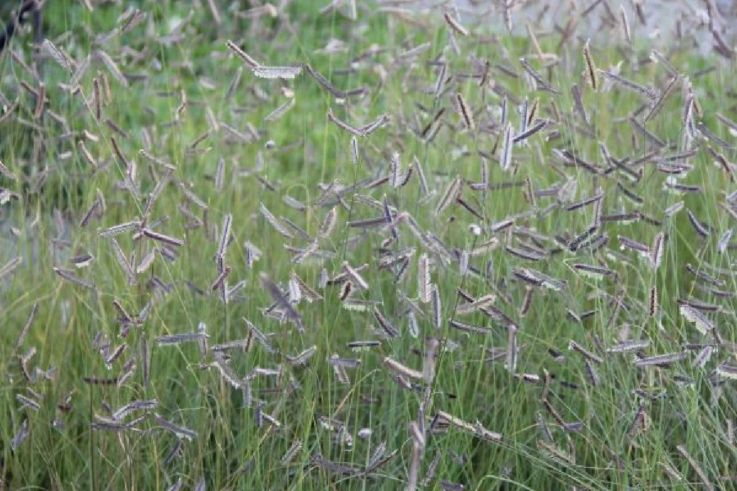 Zeppelinchen - Kinderbeet (Da Macht Gärtnern Spaß) 5 Zeppelinchen - Kinderbeet (Da Macht Gärtnern Spaß) – Bild 3