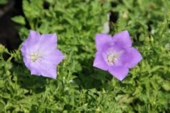 Zeppelinchen - Kinderbeet (Da Macht Gärtnern Spaß) 22 Zeppelinchen - Kinderbeet (Da Macht Gärtnern Spaß) -Angebote Pflanzen Store 2002105 Zeppelinchen 20 20Kinderbeet Da 20macht 20Gaertnern 20Spass 4