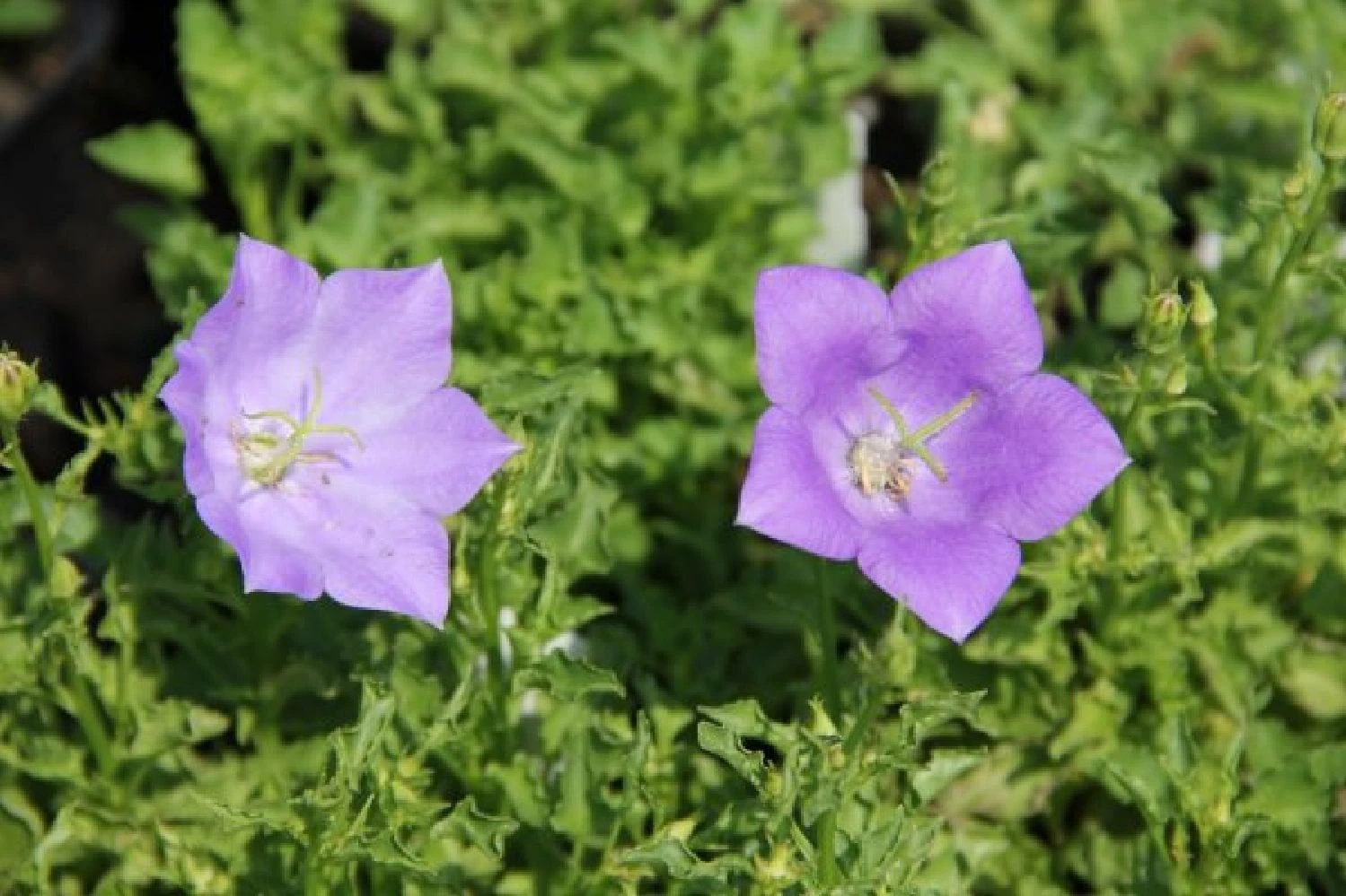 Zeppelinchen - Kinderbeet (Da Macht Gärtnern Spaß) 6 Zeppelinchen - Kinderbeet (Da Macht Gärtnern Spaß) – Bild 4