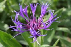 Zeppelinchen - Kinderbeet (Da Macht Gärtnern Spaß) 23 Zeppelinchen - Kinderbeet (Da Macht Gärtnern Spaß) -Angebote Pflanzen Store 2002105 Zeppelinchen 20 20Kinderbeet Da 20macht 20Gaertnern 20Spass 5