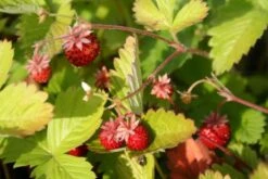 Zeppelinchen - Kinderbeet (Da Macht Gärtnern Spaß) 25 Zeppelinchen - Kinderbeet (Da Macht Gärtnern Spaß) -Angebote Pflanzen Store 2002105 Zeppelinchen 20 20Kinderbeet Da 20macht 20Gaertnern 20Spass 7