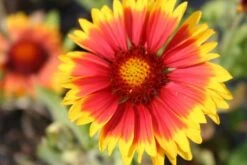 Zeppelinchen - Kinderbeet (Da Macht Gärtnern Spaß) 26 Zeppelinchen - Kinderbeet (Da Macht Gärtnern Spaß) -Angebote Pflanzen Store 2002105 Zeppelinchen 20 20Kinderbeet Da 20macht 20Gaertnern 20Spass 8