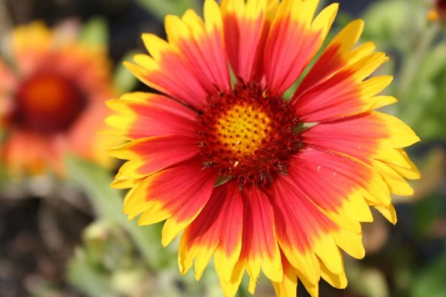 Zeppelinchen - Kinderbeet (Da Macht Gärtnern Spaß) 10 Zeppelinchen - Kinderbeet (Da Macht Gärtnern Spaß) – Bild 8