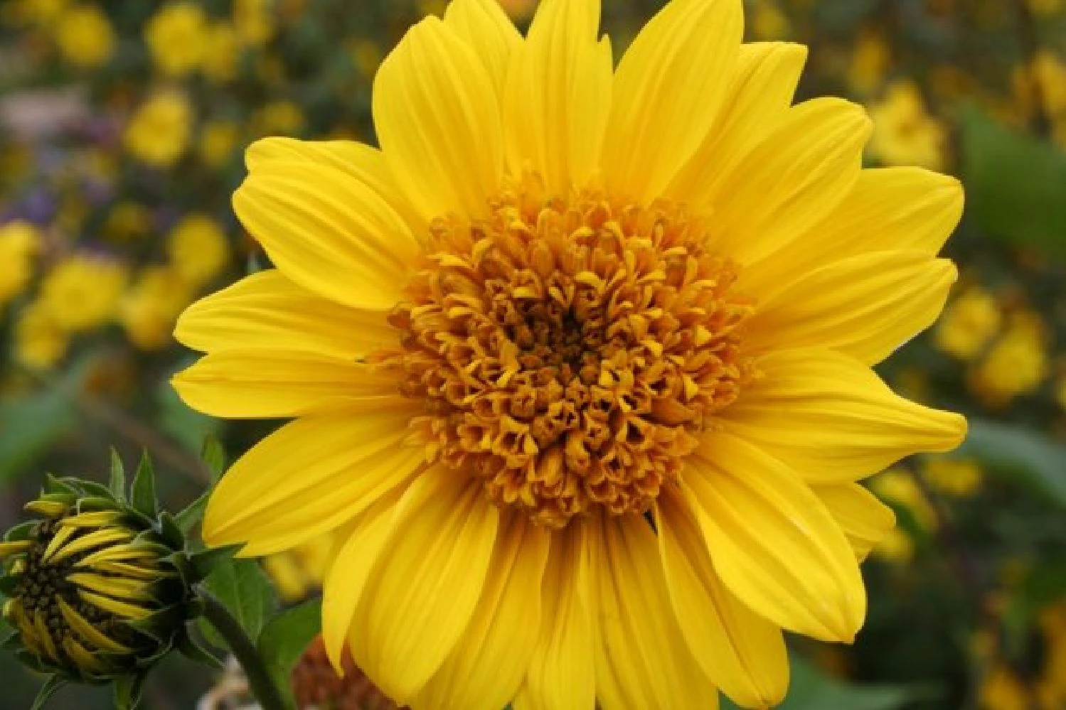 Zeppelinchen - Kinderbeet (Da Macht Gärtnern Spaß) 11 Zeppelinchen - Kinderbeet (Da Macht Gärtnern Spaß) – Bild 9