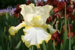 Lila & Limone (Feiern Sie Den Sommer!) -Angebote Pflanzen Store 2002106 Lila 20 20Limone Feiern 20Sie 20den 20Sommer 12