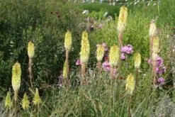 Lila & Limone (Feiern Sie Den Sommer!) -Angebote Pflanzen Store 2002106 Lila 20 20Limone Feiern 20Sie 20den 20Sommer 13