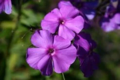 Lila & Limone (Feiern Sie Den Sommer!) -Angebote Pflanzen Store 2002106 Lila 20 20Limone Feiern 20Sie 20den 20Sommer 15