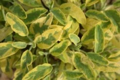 Lila & Limone (Feiern Sie Den Sommer!) -Angebote Pflanzen Store 2002106 Lila 20 20Limone Feiern 20Sie 20den 20Sommer 17