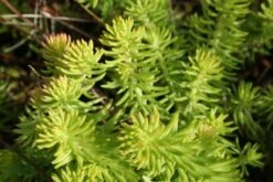 Lila & Limone (Feiern Sie Den Sommer!) -Angebote Pflanzen Store 2002106 Lila 20 20Limone Feiern 20Sie 20den 20Sommer 18