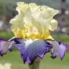 Iris Barbata-Elatior 'Bel Avenir' (Hohe Bartschwertlilie) -Angebote Pflanzen Store 2002166 Iris 20Barbata Elatior 20Bel 20Avenir Hohe 20Bartschwertlilie 1 905c3bfd dbb1 4121 b2cc 68524dc66638