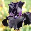 Iris Barbata-Elatior 'Obsidian' (Hohe Bartschwertlilie) -Angebote Pflanzen Store 2002170 Iris 20Barbata Elatior 20Obsidian Hohe 20Bartschwertlilie 1 038c7cea 4ce5 476b 9c18 79e7b905cbff