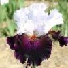 Iris Barbata-Elatior 'Starring' (Hohe Bartschwertlilie) -Angebote Pflanzen Store 2002240 Iris 20Barbata Elatior 20Starring Hohe 20Bartschwertlilie 1 a29acb13 619c 42d0 aaff 11ccc0cd337b